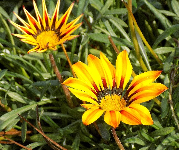 47f5808_1332.jpg